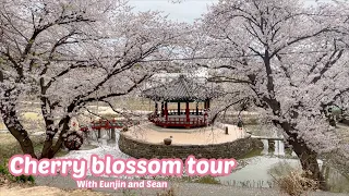 International couple video Irish & Korean! Cherry blossom tour! See some hidden places in korea