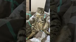 Кот сидит как человек ☺️😻