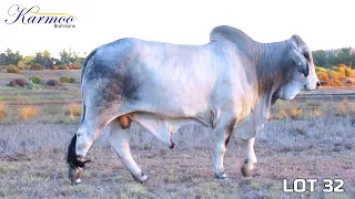 Karmoo Brahmans 2023 Bull Sale - Lot 32