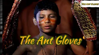 Surviving the Pain: The Brutal Ant Gloves Ritual of the Satere Mawe Tribe