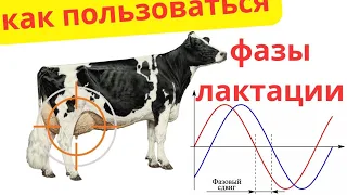 Как использовать фазы лактации коровы?