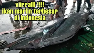 Viral,,,, ikan terbesar di Asian,, blue marlin