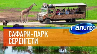 Галилео | Сафари-парк Серенгети