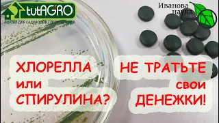 ХЛОРЕЛЛА или СПИРУЛИНА? Что лучше? Обзор двух суперфудов и удобрений.