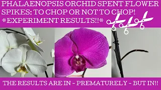 Phalaenopsis experiment : to chop or not to chop spent green flower spikes!!?? The results are in!