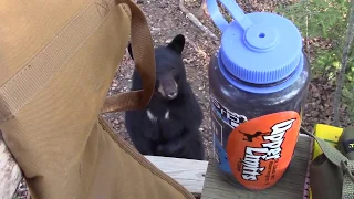 Saskatchewan Black Bear Hunt