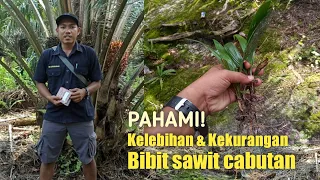 Bibit sawit cabutan | Kelebihan dan kekurangannya