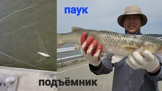 Сазаны и кефали на паук-подъемник на секретном мосту, в морском заливе. cast fishing 낚시