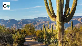 Saguaro National Park