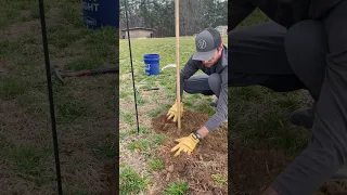 Adding a Bare Root Apple Tree to our Orchard! #homestead #garden #gardening #orchard #appletree