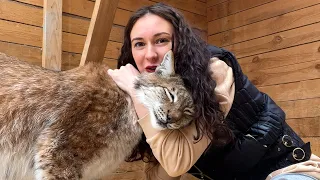 Lynx Hannah's reaction to tiger cub