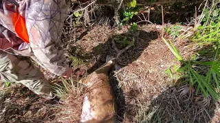 Central Florida wma public land deer hunting. Buck down.