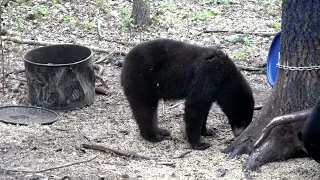 BeSt HuNting video of 2023 ...INSANE bear video...falls 40 feet out tree