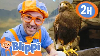 Blippi Feeds and Plays With the Animals at the Zoo! | 2 HOURS OF BLIPPI TOYS!