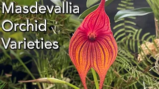 Masdevallia Orchid Varieties