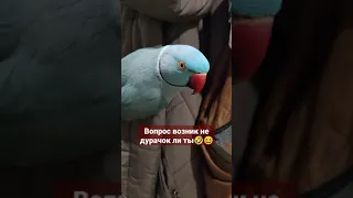 ПЕРНАТЫЙ РЕАЛИЗАТОР ИЩЕТ РАБОТУ🤣🐦КУРТКИ ЗА ПОЛ ЦЕНЫ🤣ожереловый попугай Микки#топотусенькость