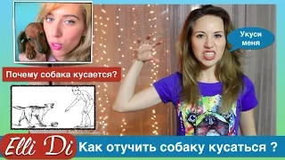 Как отучить собаку кусаться. Как отучить кусаться щенка. Щенок кусает ноги и руки. | Elli Di