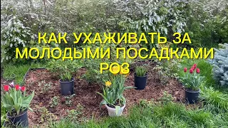 Розы. Как ухаживать за молодыми розочками? Кормить или нет? Профилактика хлороза роз и гортензий.🌹