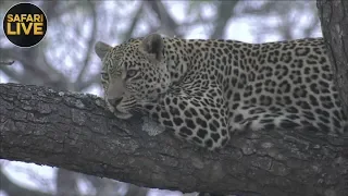 safariLIVE - Sunrise Safari - September 15, 2018