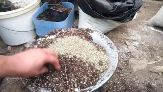 Подготовка грунта для киви .
