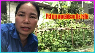 Vlog Daily : check the luffa trellis