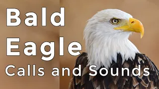 Bald Eagle Calls and Sounds (2024) - Learn THREE noises these raptors make!