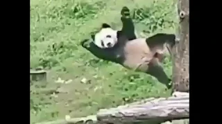 Панды самоубийцы