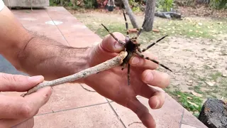 Aranha Armadeira do Cerrado.