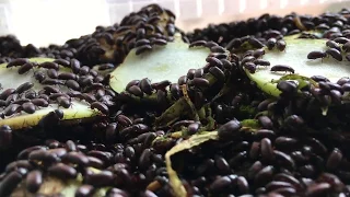 Как добиться расцвета чернотелок - TRY HARD: МАТРИАРХАТ
