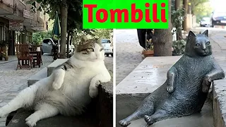 Tombili was a street cat from Istanbul #shorts #trending #viral #tombilithecatinistambul #techmobile