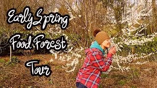 Food Forest & Growing Bed Tour | Early Spring | UK, Zone 9a, Temperate Climate (2022)