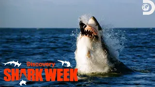 A Juvenile Great White Shark ATTACKS A Seal Decoy! | Shark Week