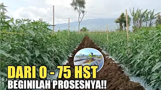 DARI 0-75 HST, MARI KITA LIHAT PROSESNYA BUDIDAYA TANAMAN CABE SUPER CEPAT RIMBUN