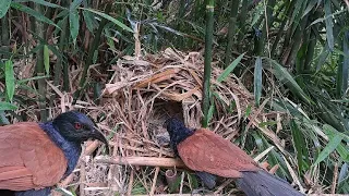 A BIPPI bird raises its chicks 🥰 | Tuan Tho Rung #gossip bird