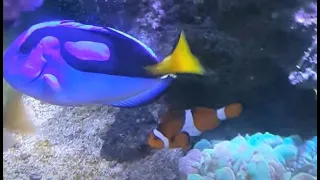 Finding Nemo and Dory (In Real Life) - Disney Pixar Australia