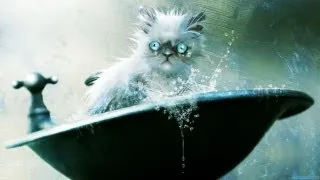 Cat Likes Swimming in the Bathroom / Кот любит плавать в ванной