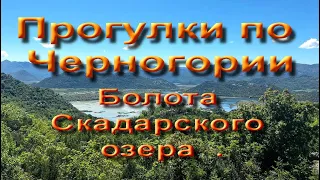 Черногория.  Поход к озеру  Скадарское.