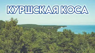 Куршская коса: дюны, море, сосны, а еще грибы да лебеди