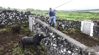 JAF - Touros Santo Amaro (Choosing The Bulls To Santo Amaro) - Ilha Terceira