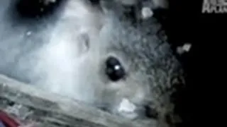 Squirrels May Burn Down House | Infested!