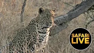 safariLIVE - Sunset Safari - August 27, 2019