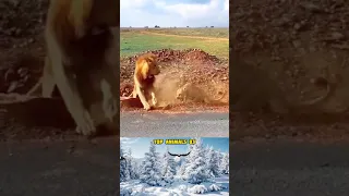 Lioness protects her cubs from the male Lion .