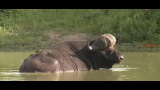 Buffalo vs Lions | animal planet full episode in hindi | documentary in hindi