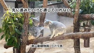 【東山動植物園】食事中のコアラ、別の木へ移動しようとするも他のコアラが通してくれず、仕方なく元の木に戻ったら別のコアラが既にいてまた通してもらえず / Koala with nowhere to go