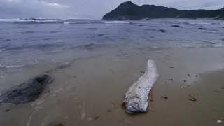 Giant Sea Serpent, the Enigma of the Deep-Sea Creature | 4K Wildlife Documentary