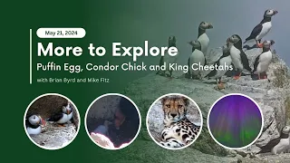 Puffin Egg, Condor Chick and King Cheetahs | More to Explore Live Show