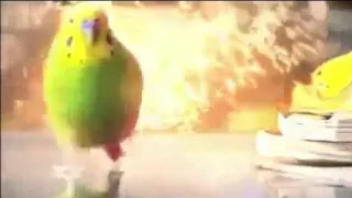 Pájaro escapando de explosión :v