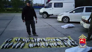 В Магаданской области задержан подозреваемый в незаконном вылове дальневосточного лосося