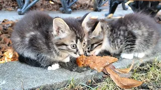 I Rescued two Kittens who were Abandoned in the Park