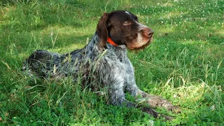 Understanding the Differences Between German Wirehaired Pointers and German Shorthaired Pointers